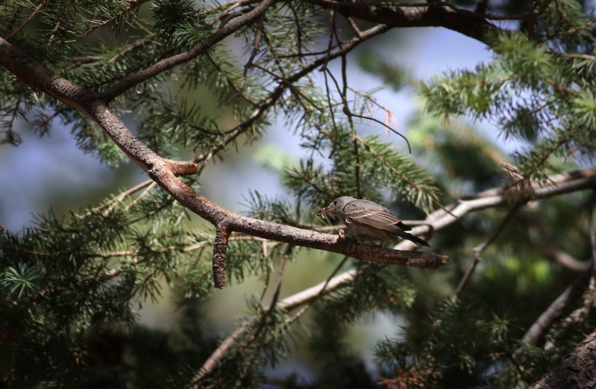 Greater Pewee - ML638802958
