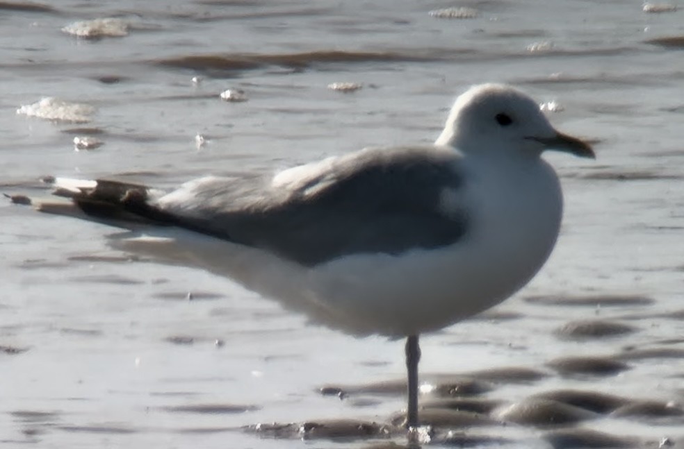 Common Gull (European) - ML638802994