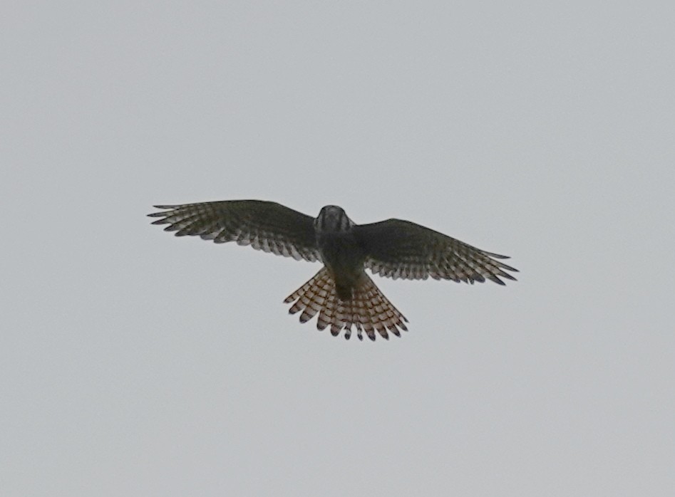 American Kestrel - ML638803011