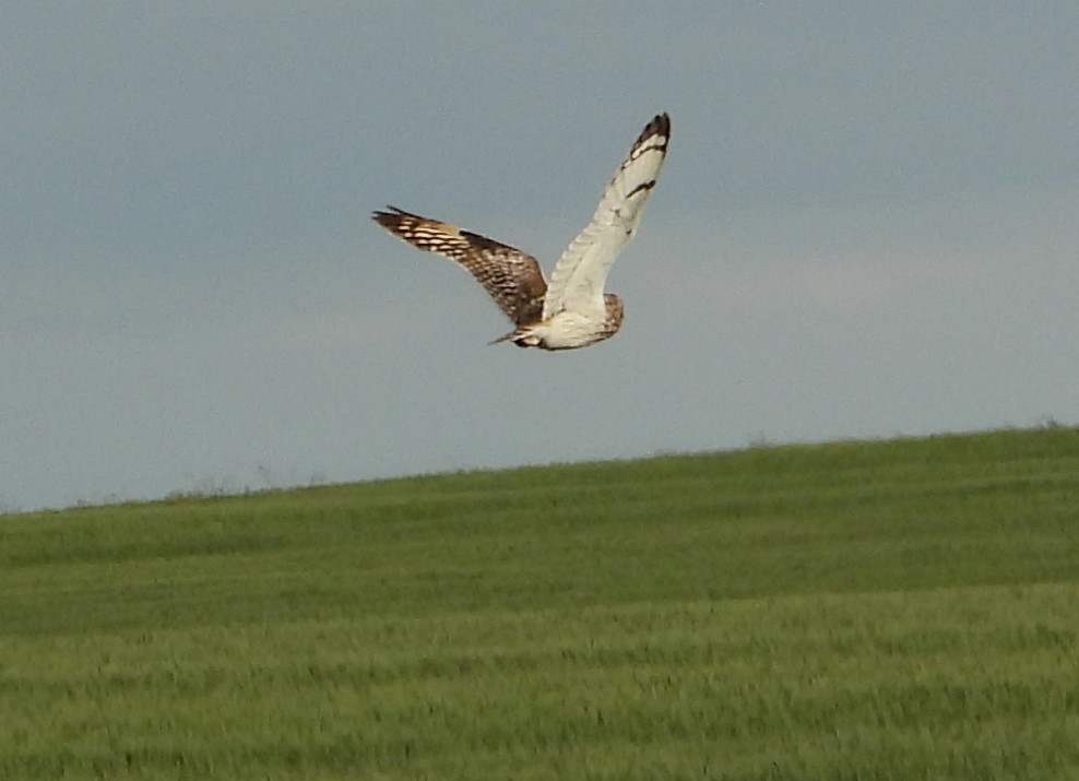 Short-eared Owl (Northern) - ML638803023