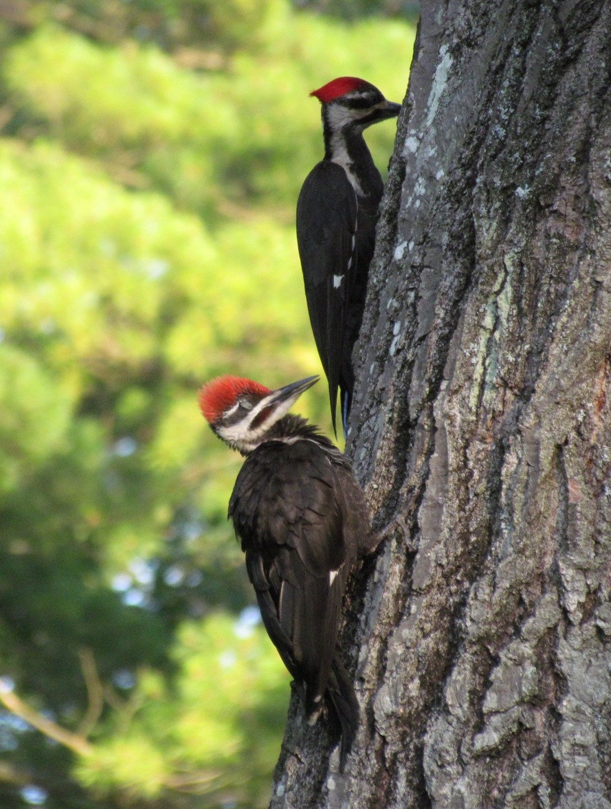 Pileated Woodpecker - ML638803037