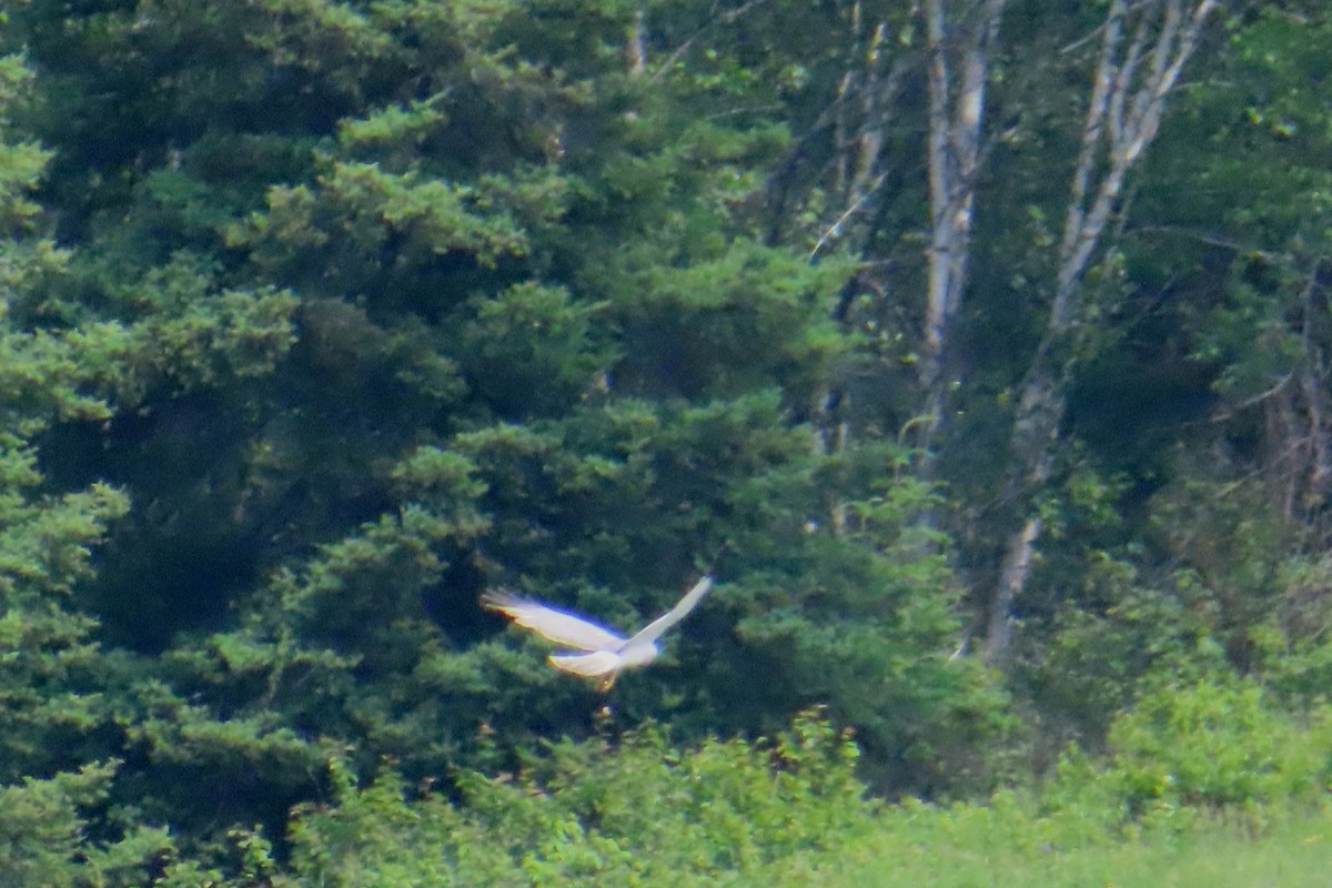 Northern Harrier - ML638803044