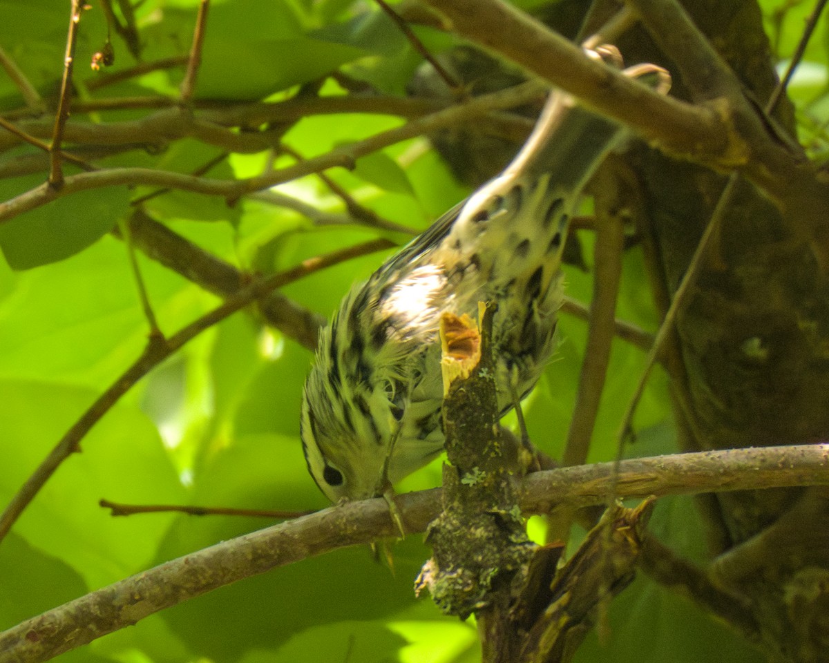 Black-and-white Warbler - ML638803065