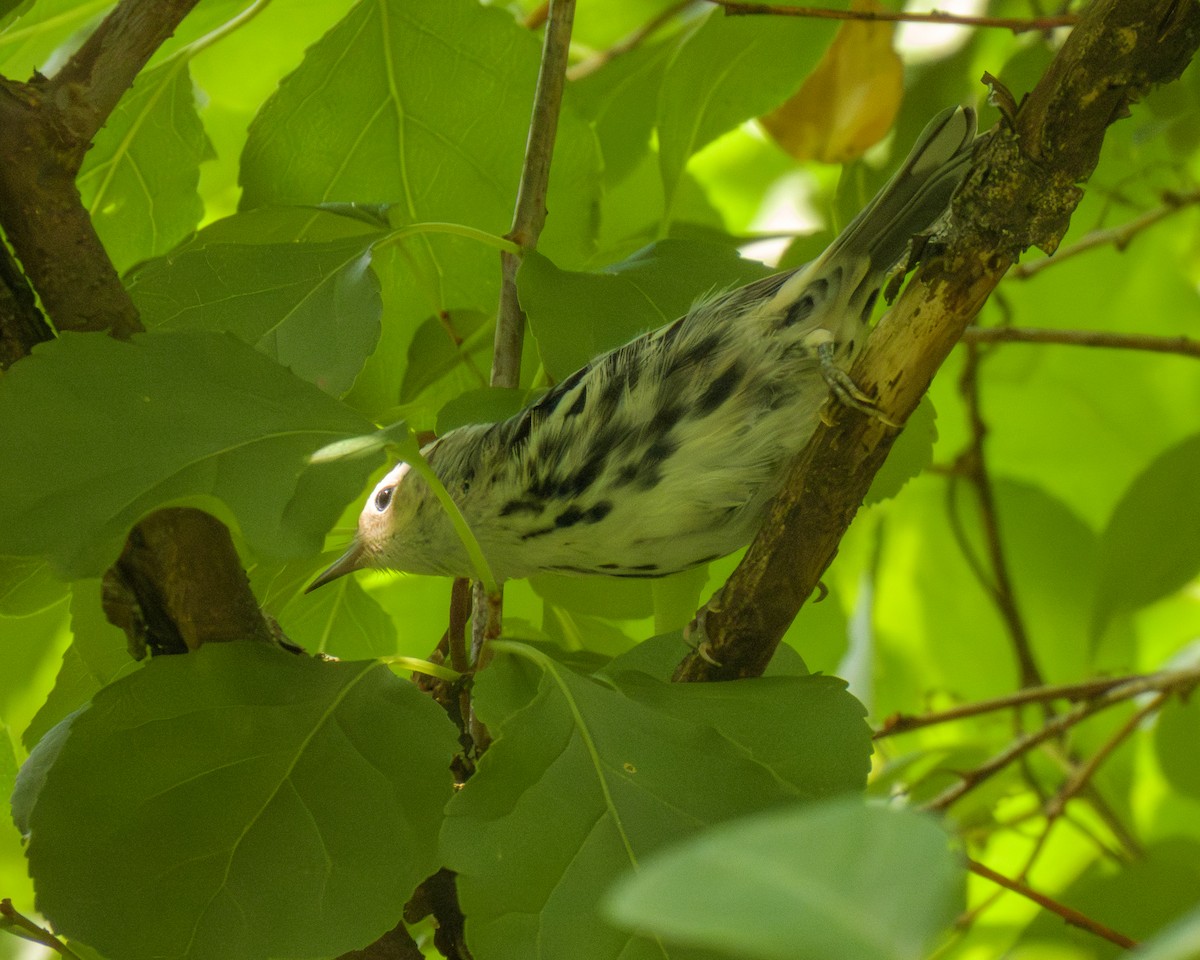 Black-and-white Warbler - ML638803066