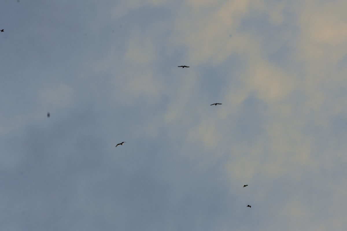 gull sp. - ML638803124