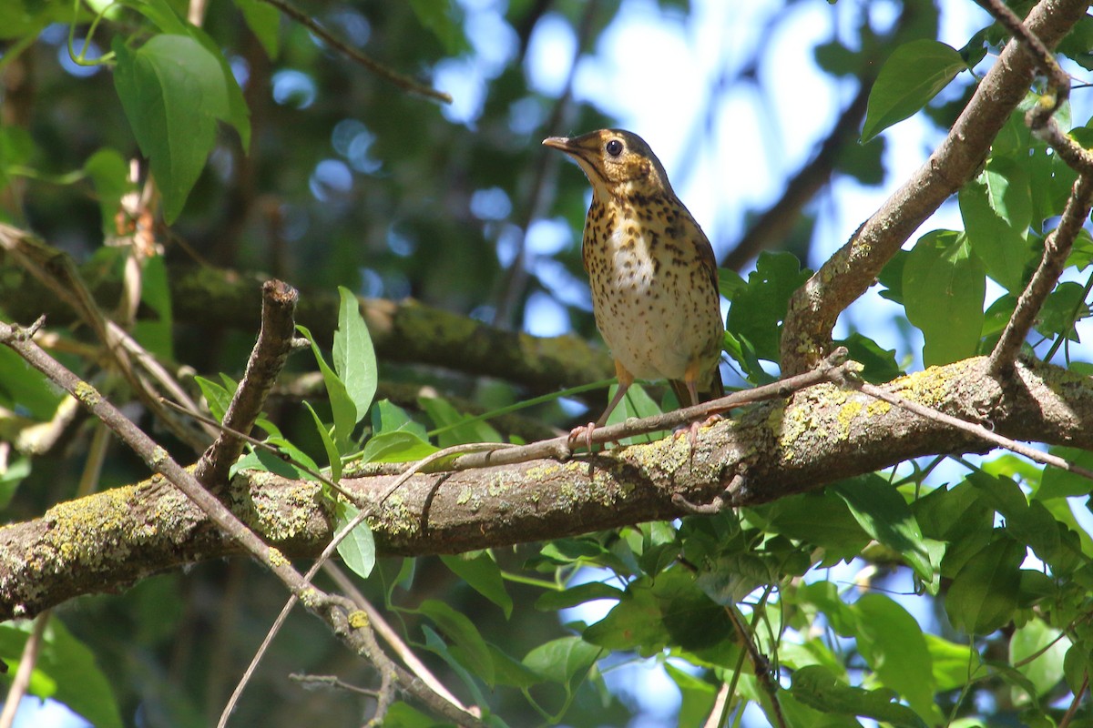 Song Thrush - ML638803131