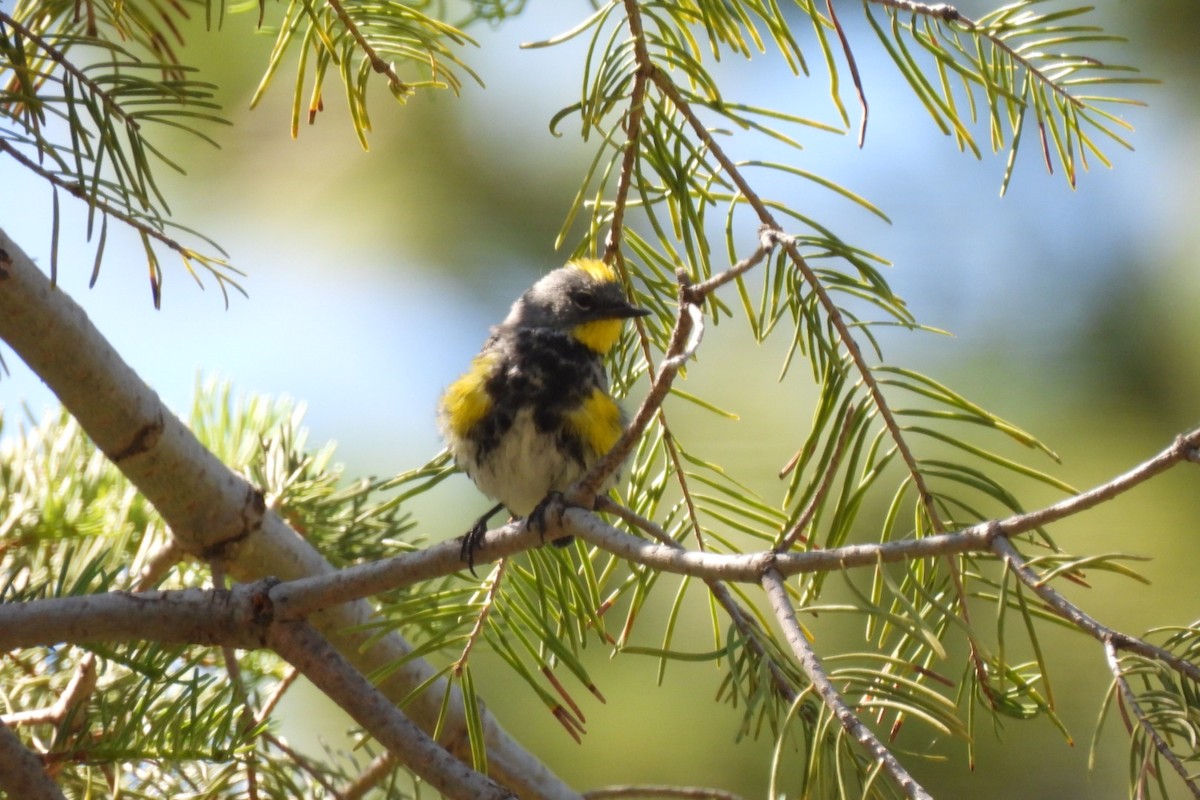 Yellow-rumped Warbler - ML638803141