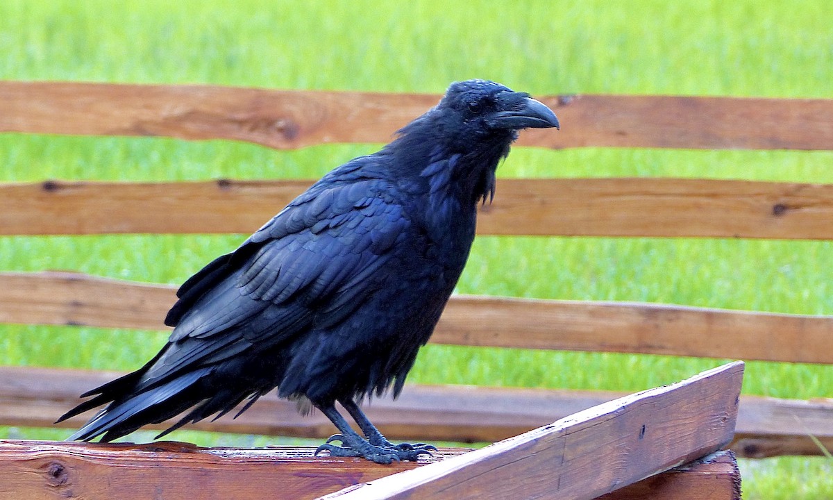 ravn - ML638803196