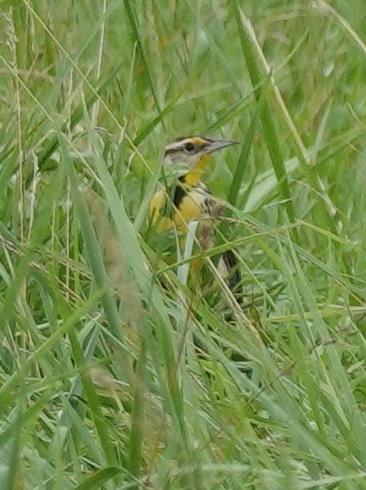 Eastern Meadowlark - ML638803217