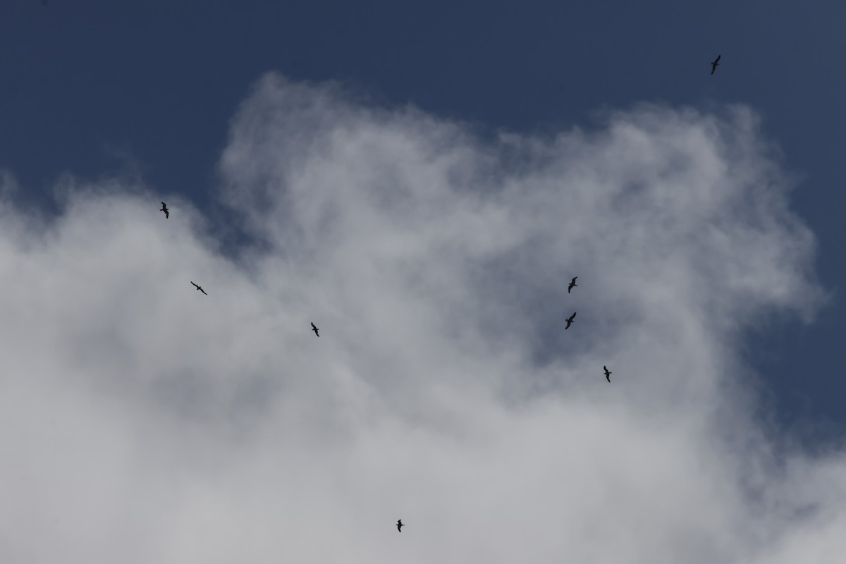 gull sp. - ML638803234