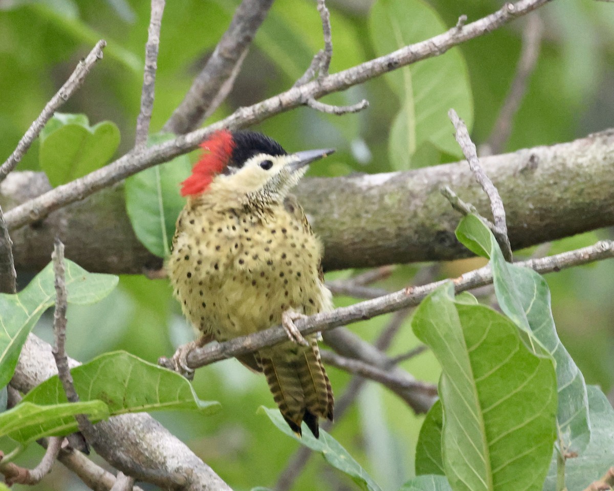Green-barred Woodpecker - ML638803240