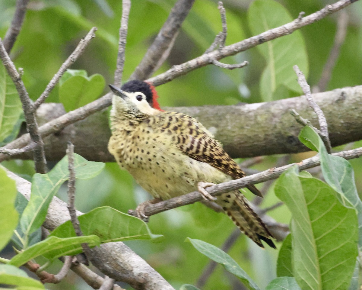 Green-barred Woodpecker - ML638803241