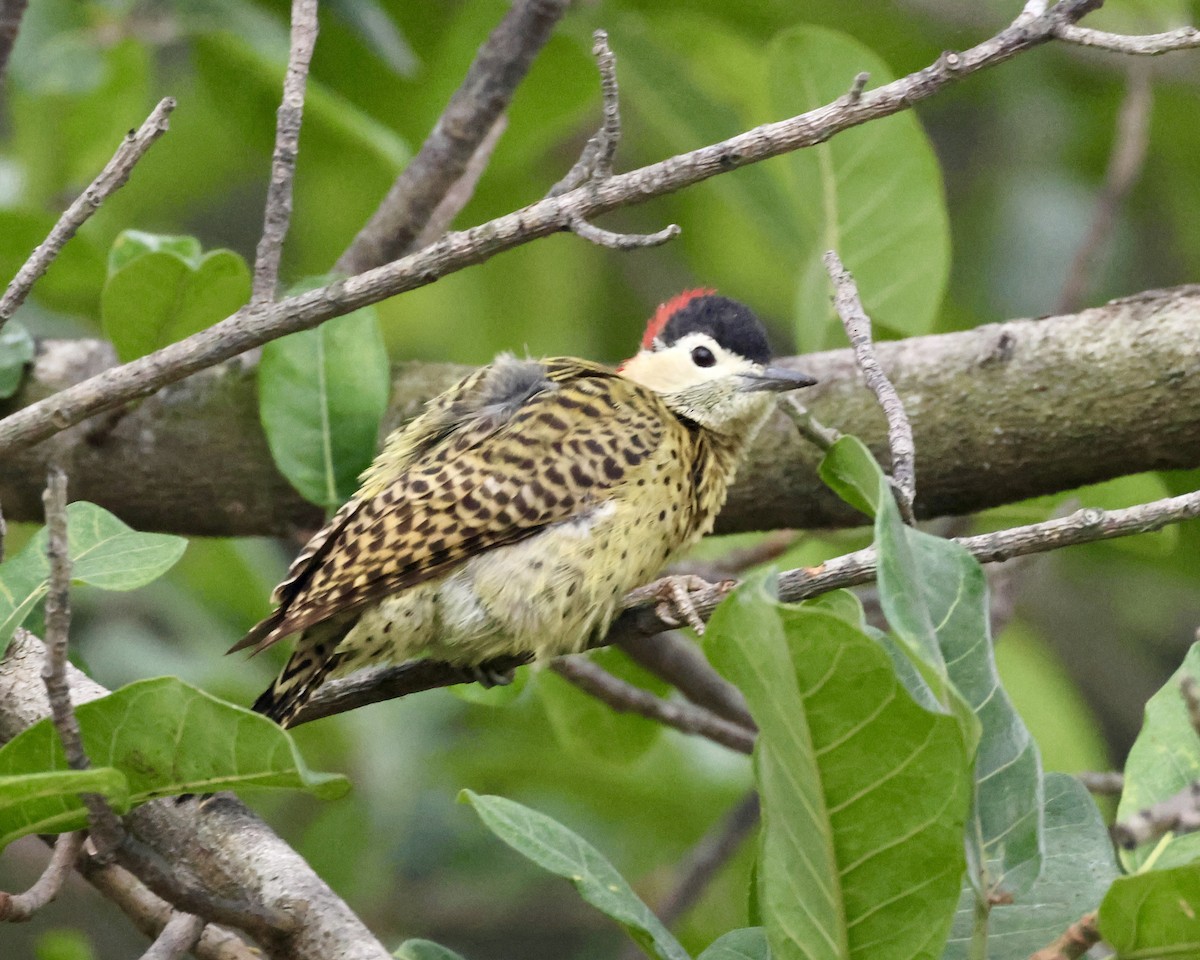 Green-barred Woodpecker - ML638803243