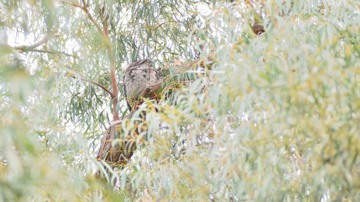Tawny Frogmouth - ML638803250