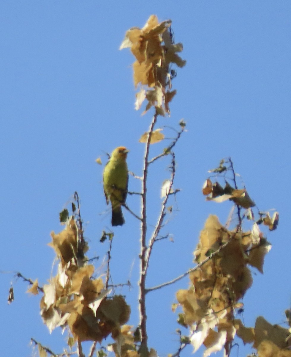 Western Tanager - ML638803298
