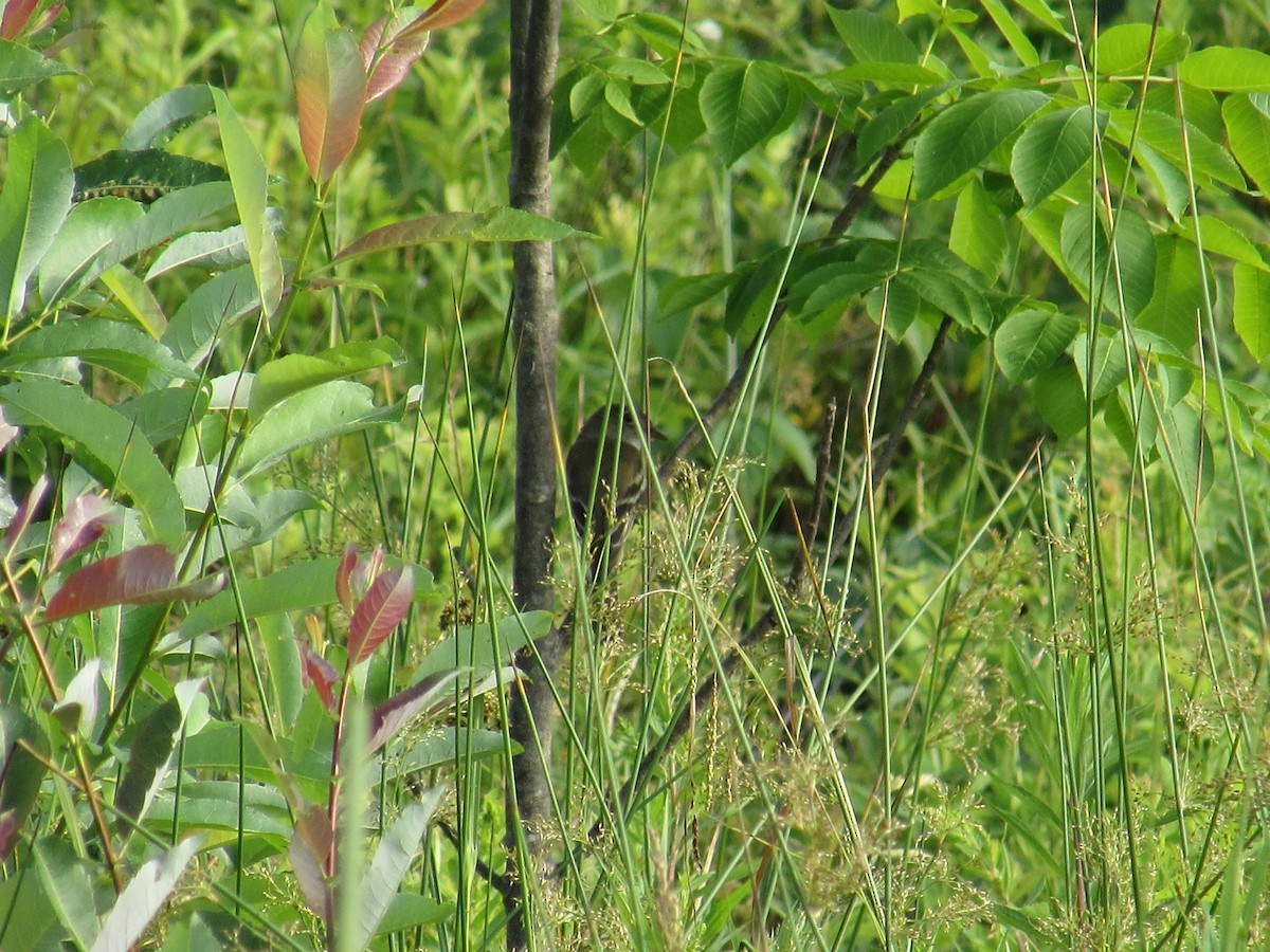 Least Flycatcher - ML638803380