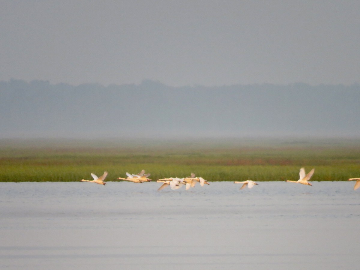 Mute Swan - ML638803501