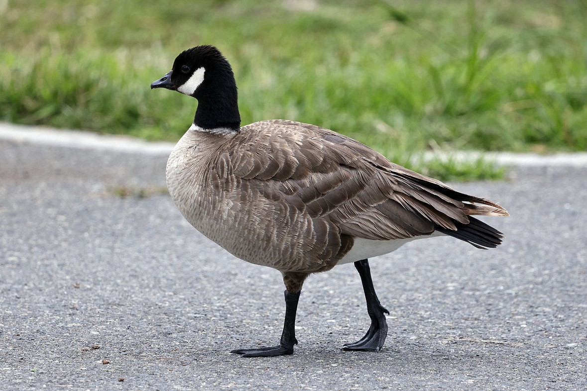 Cackling Goose - ML638803506