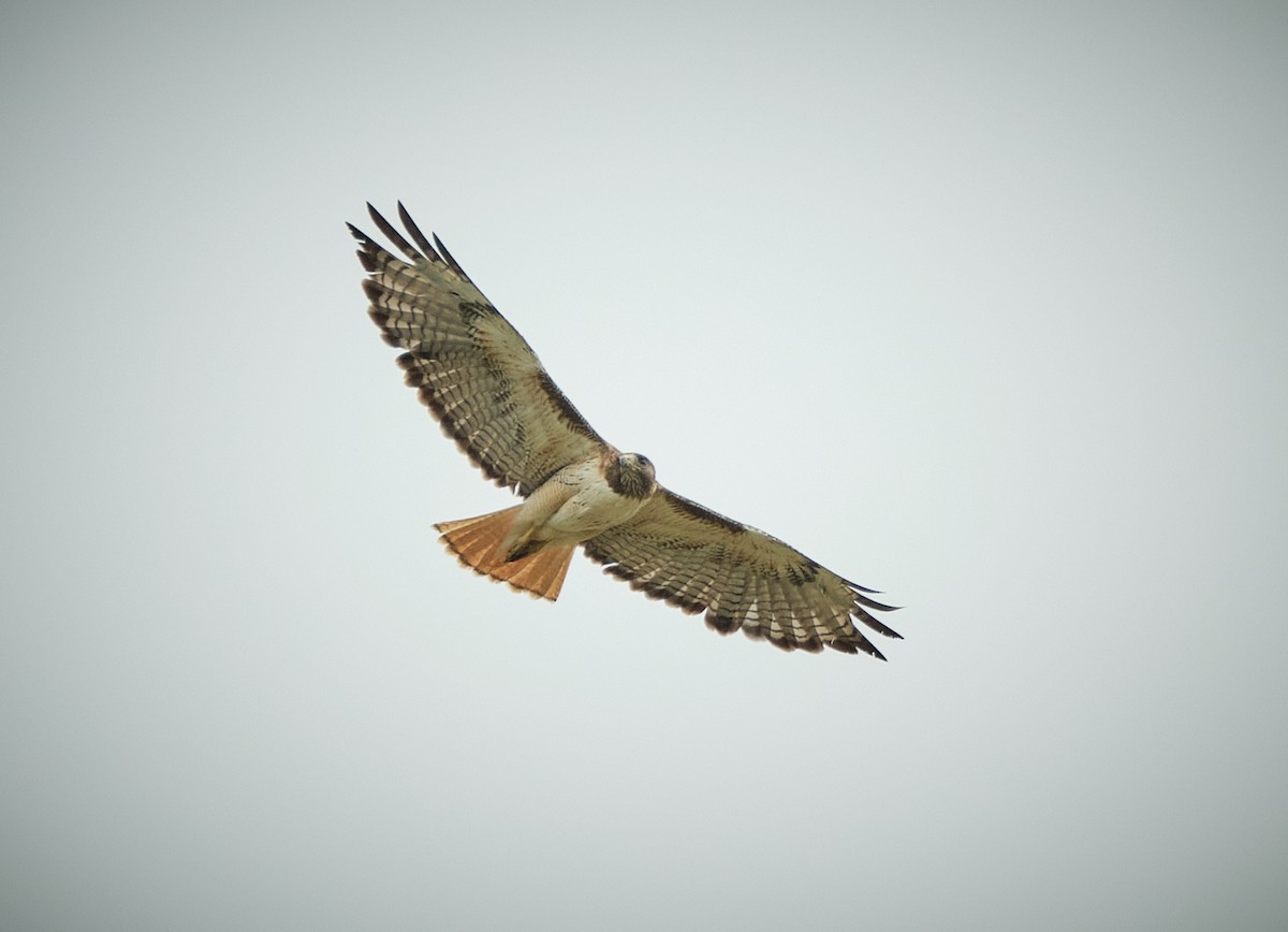 Red-tailed Hawk - ML638803509