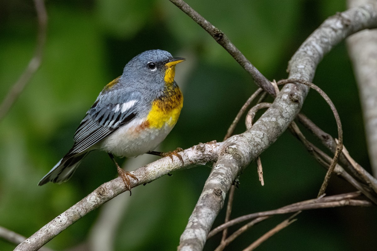 Northern Parula - ML638803513