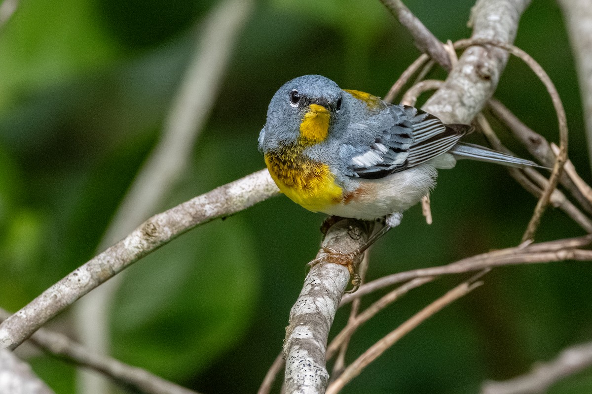 Northern Parula - ML638803514