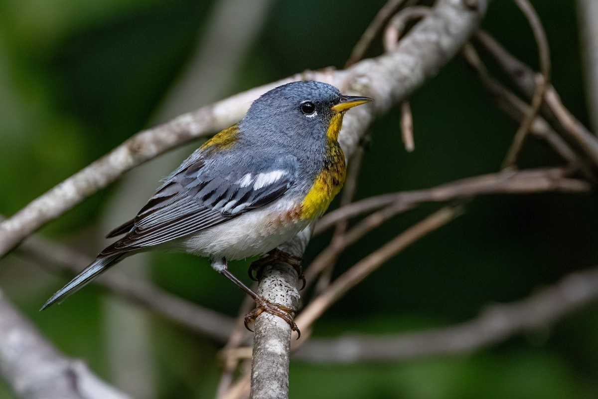 Northern Parula - ML638803516