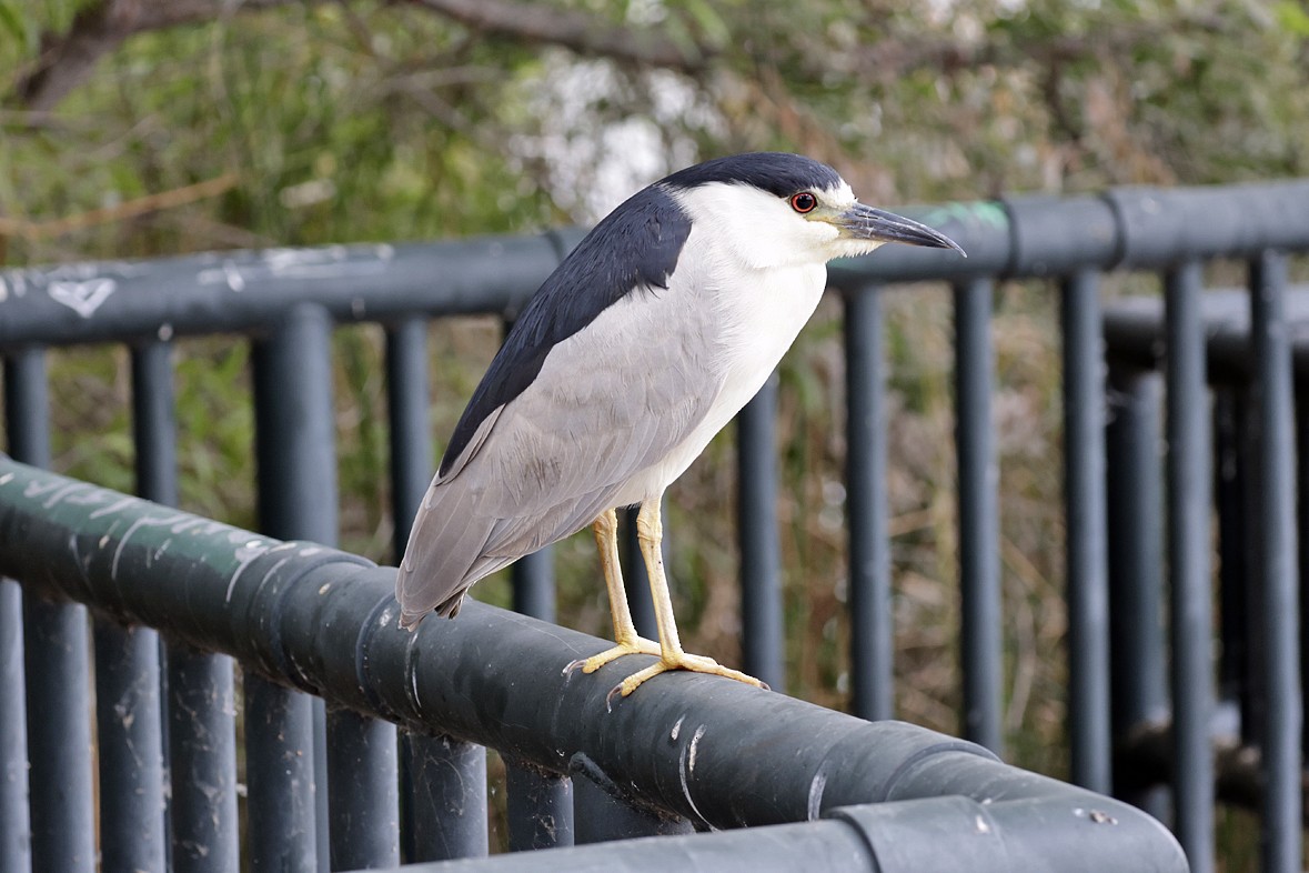 Black-crowned Night Heron - ML638803523