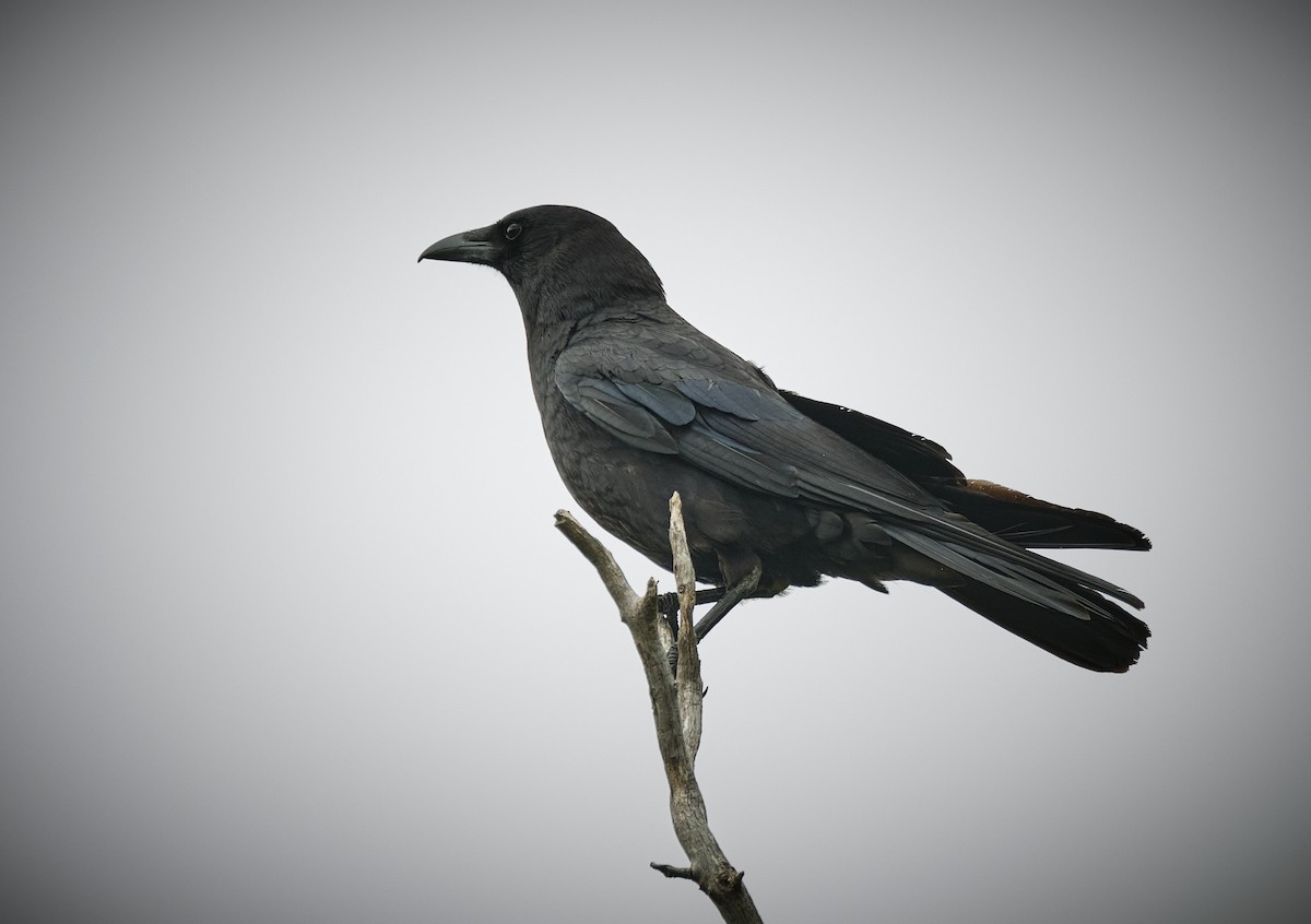 American Crow - ML638803526