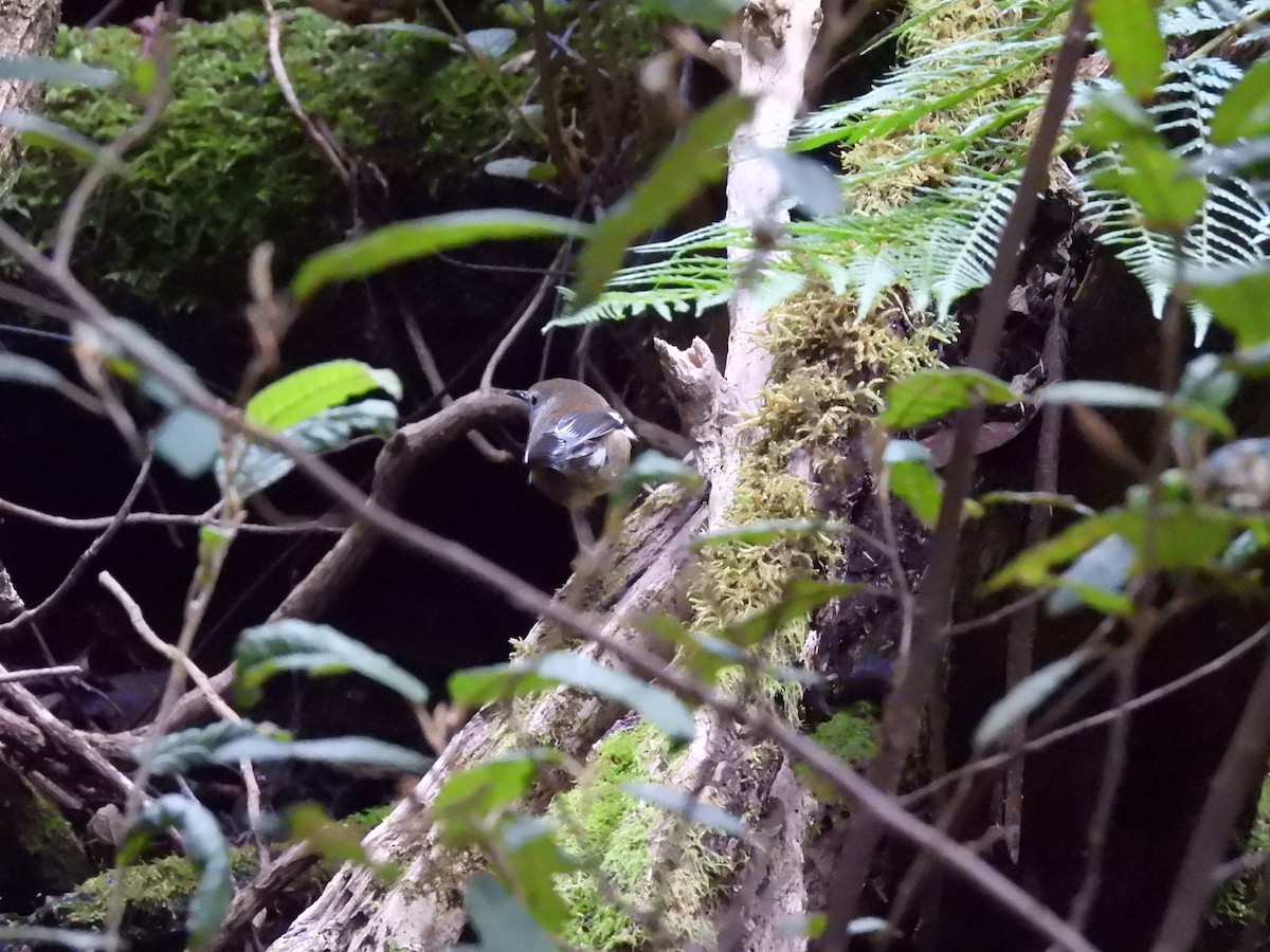 Scrubtit - ML638803543