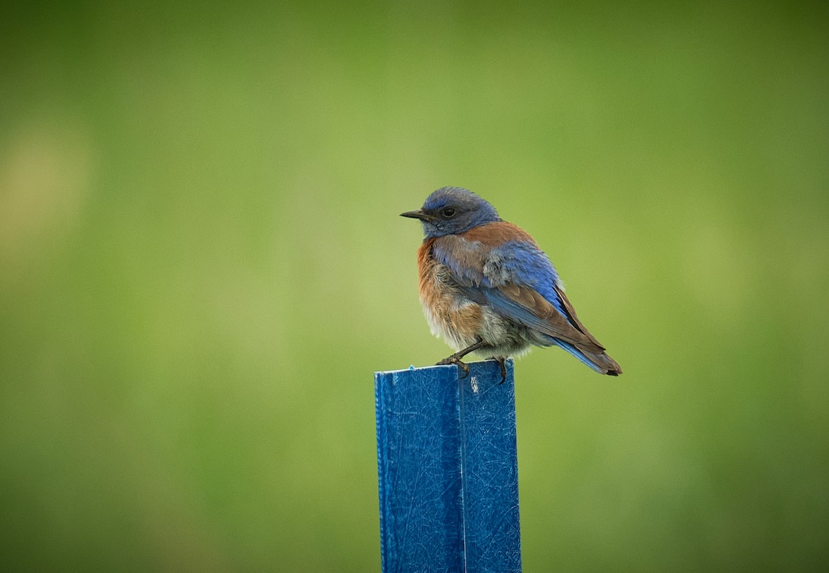 Western Bluebird - ML638803550