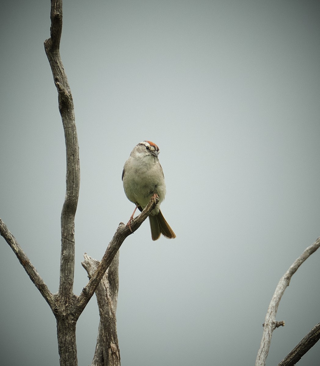 Chipping Sparrow - ML638803557