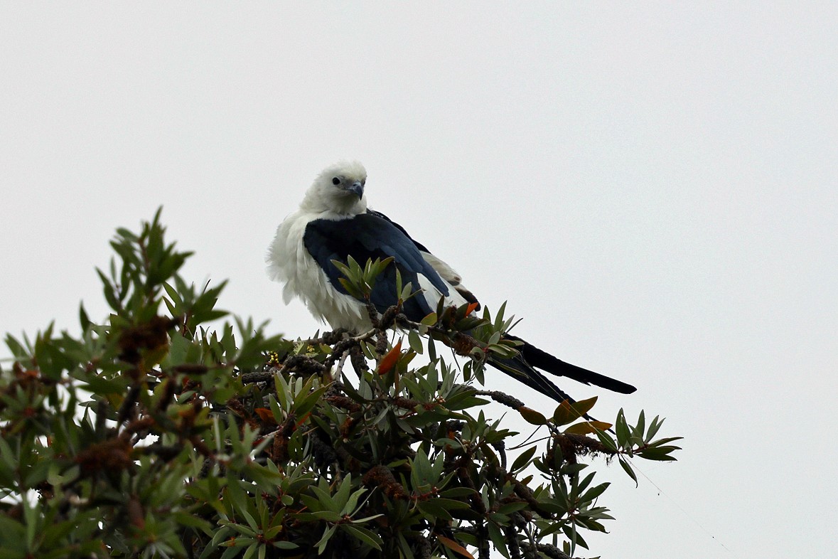Swallow-tailed Kite - ML638803568