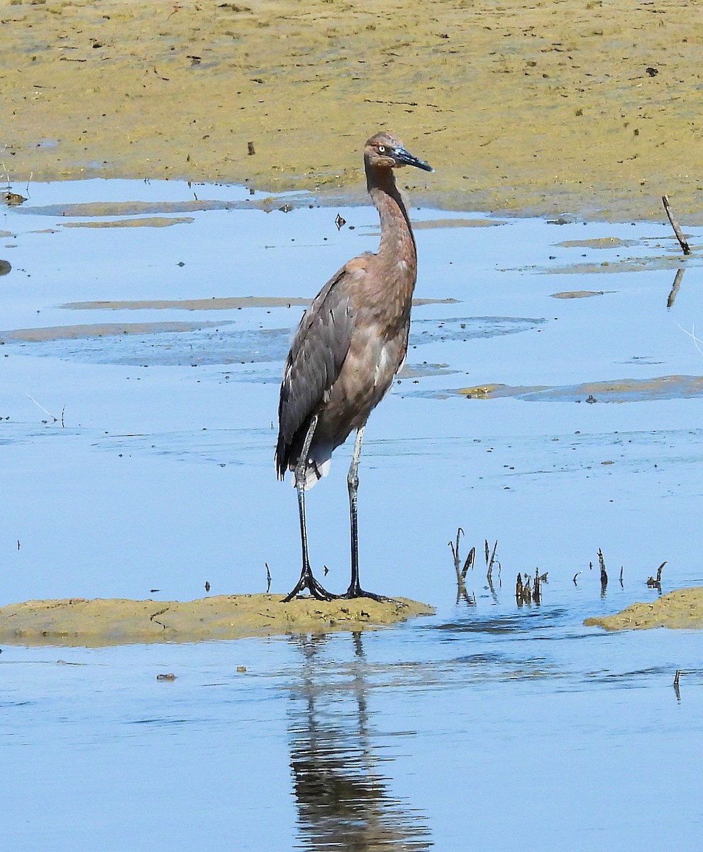Reddish Egret - ML638803571