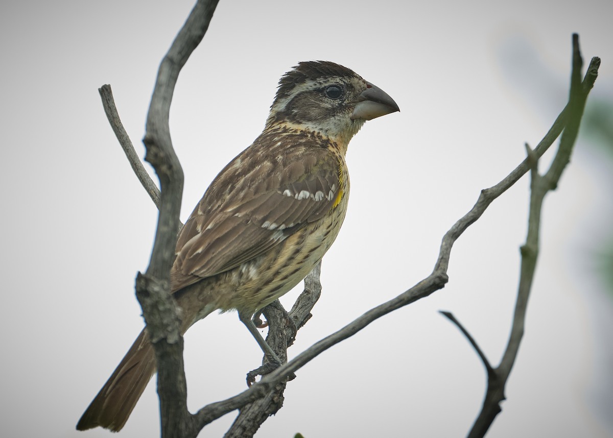 Black-headed Grosbeak - ML638803574
