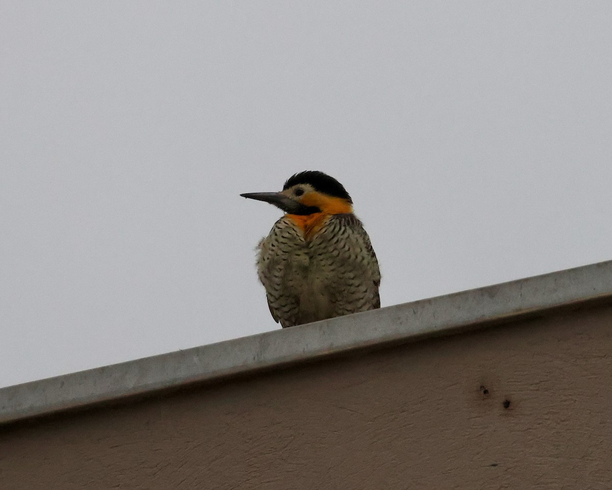 Campo Flicker - ML638803588