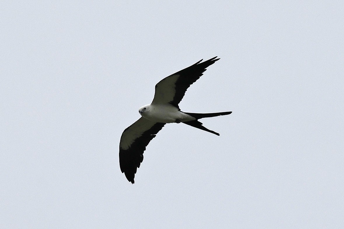 Swallow-tailed Kite - ML638803590