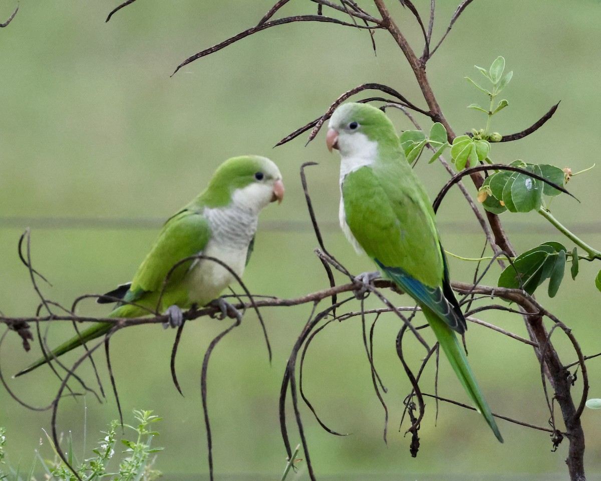 Monk Parakeet - ML638803591