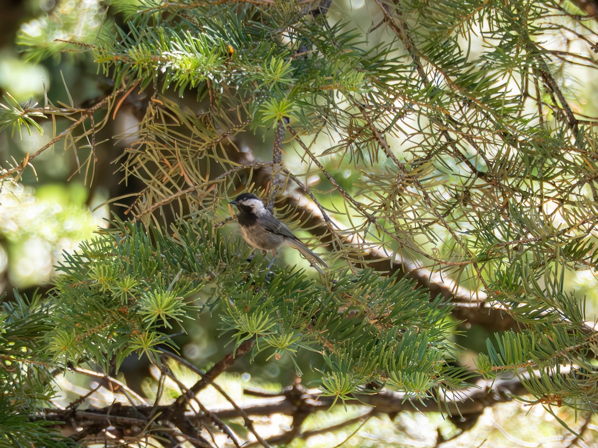 Mexican Chickadee - ML638803592