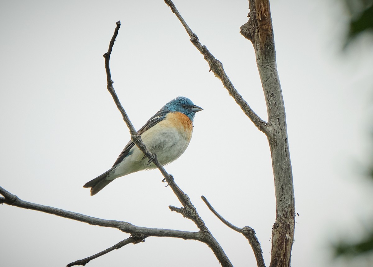 Lazuli Bunting - ML638803594