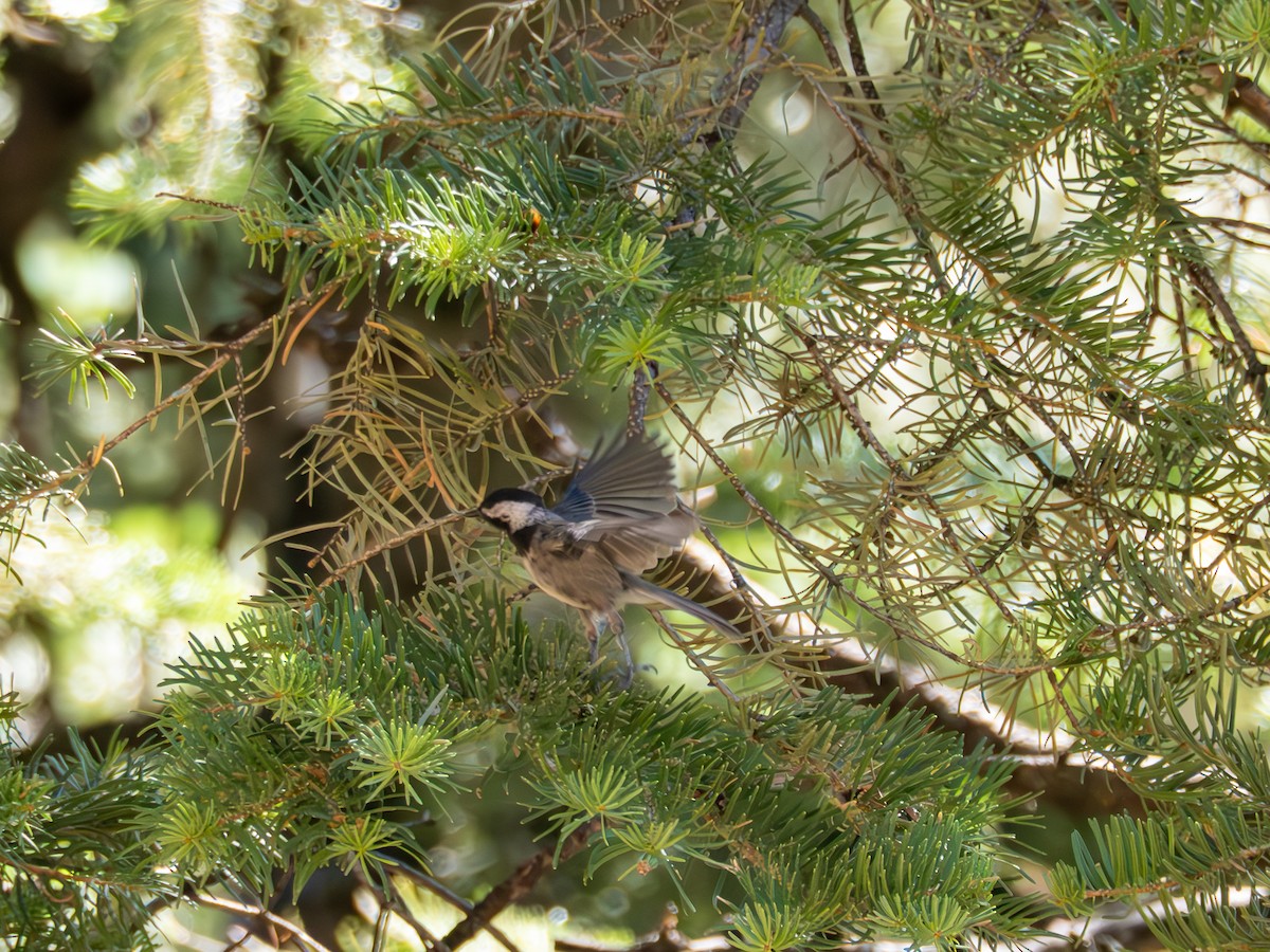 Mexican Chickadee - ML638803595