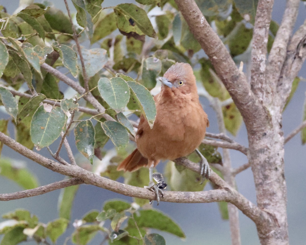 Rufous Cacholote - ML638803606