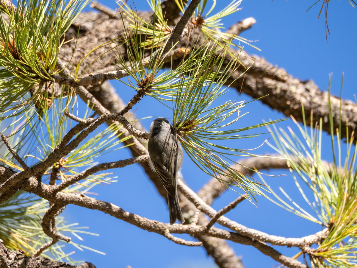 Mexican Chickadee - ML638803615