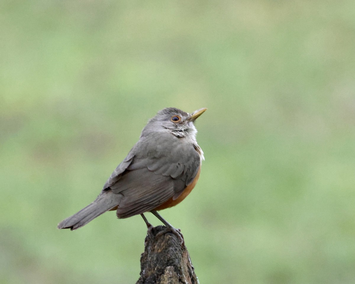 Rufous-bellied Thrush - ML638803619