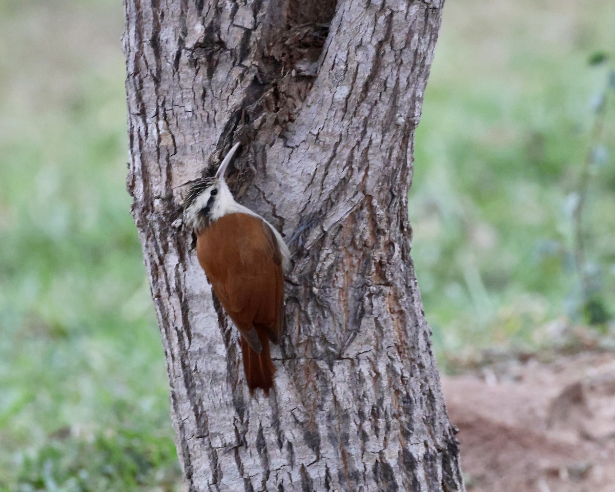 Narrow-billed Woodcreeper - ML638803634
