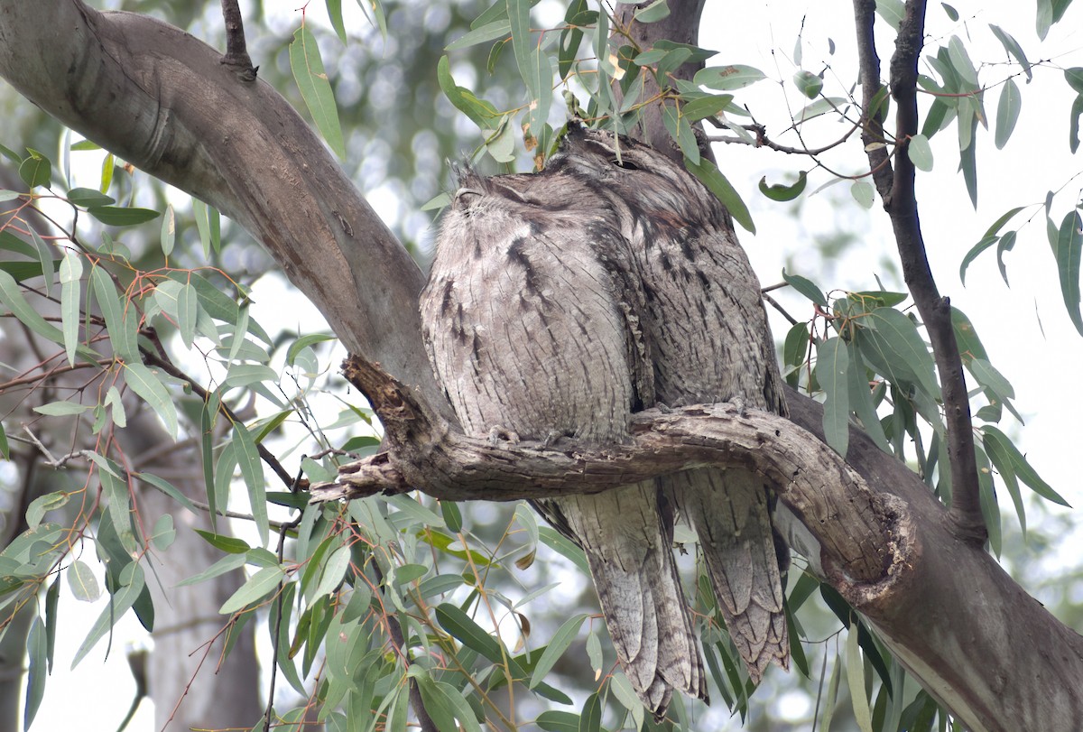 Tawny Frogmouth - ML638803643