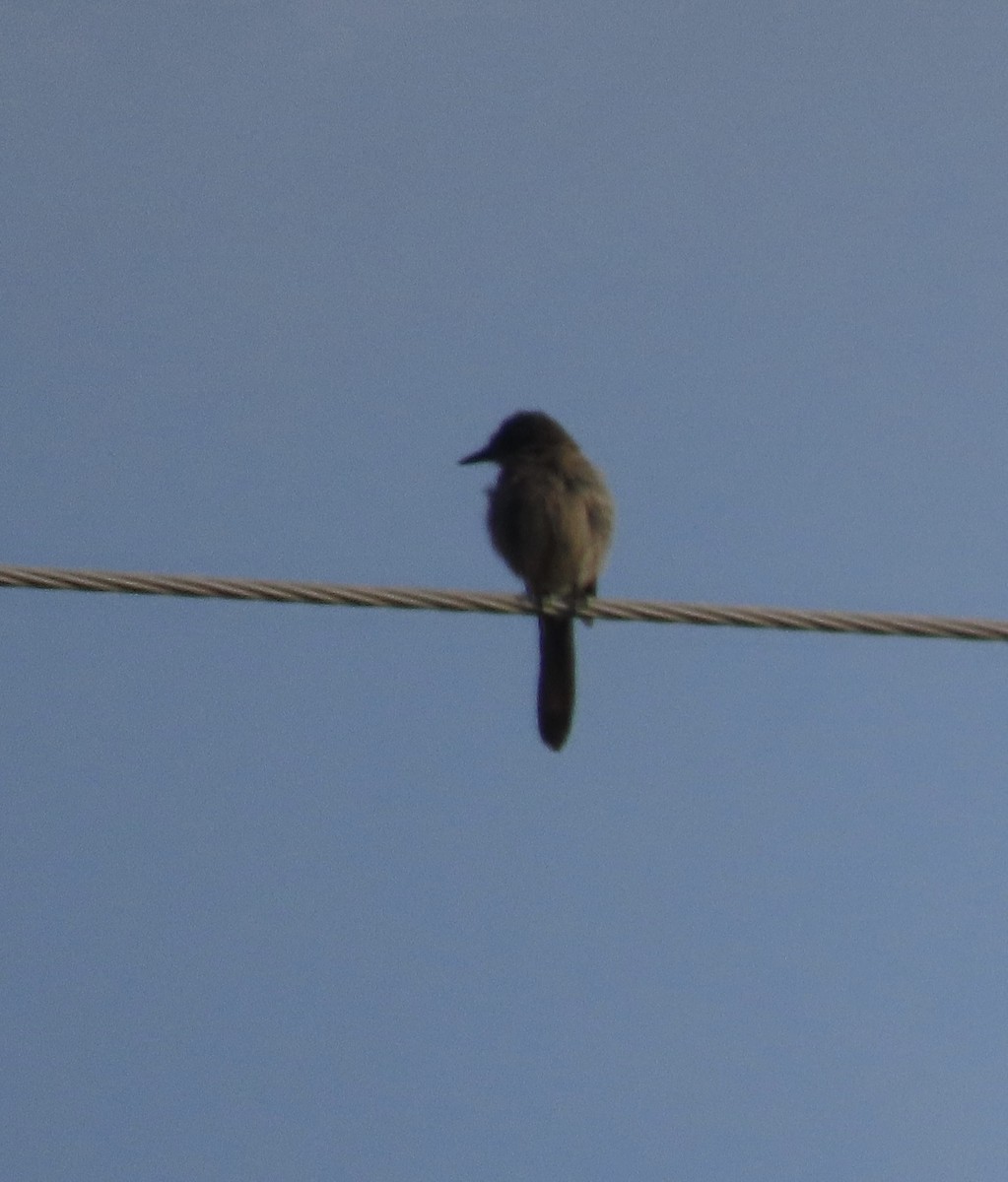 Woodhouse's Scrub-Jay - ML638803644
