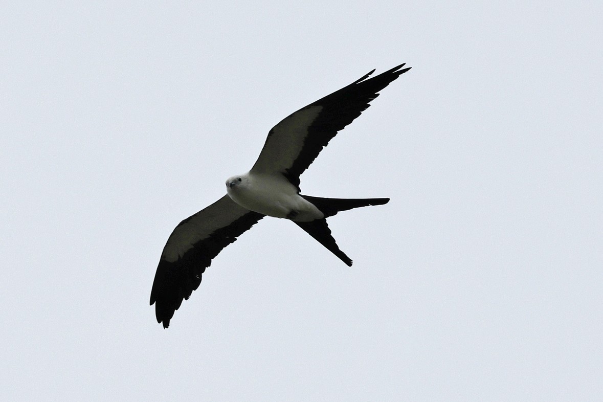 Swallow-tailed Kite - ML638803648