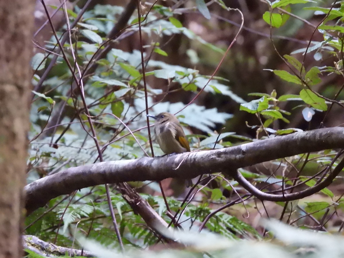 Crescent Honeyeater - ML638803652