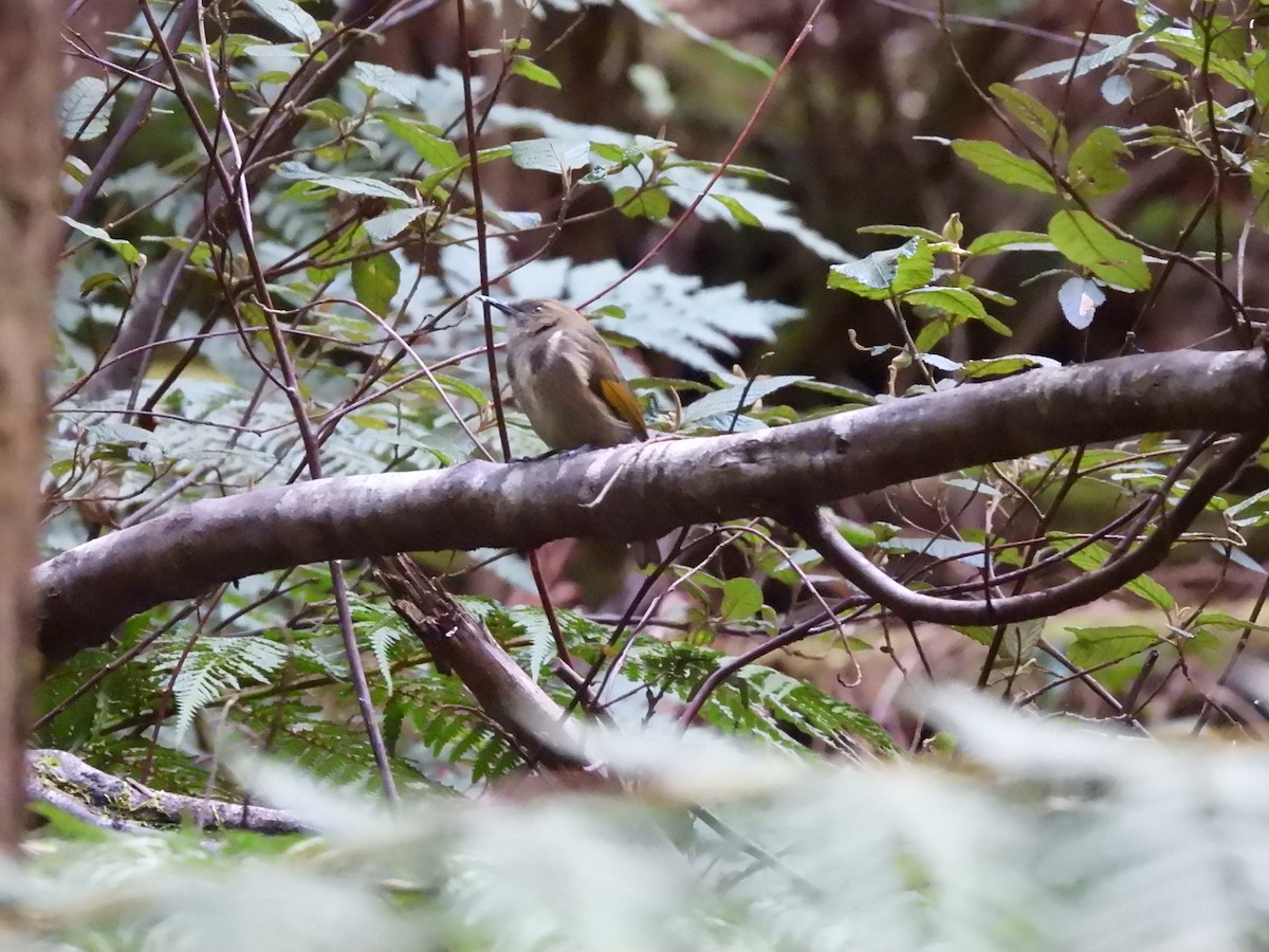 Crescent Honeyeater - ML638803662