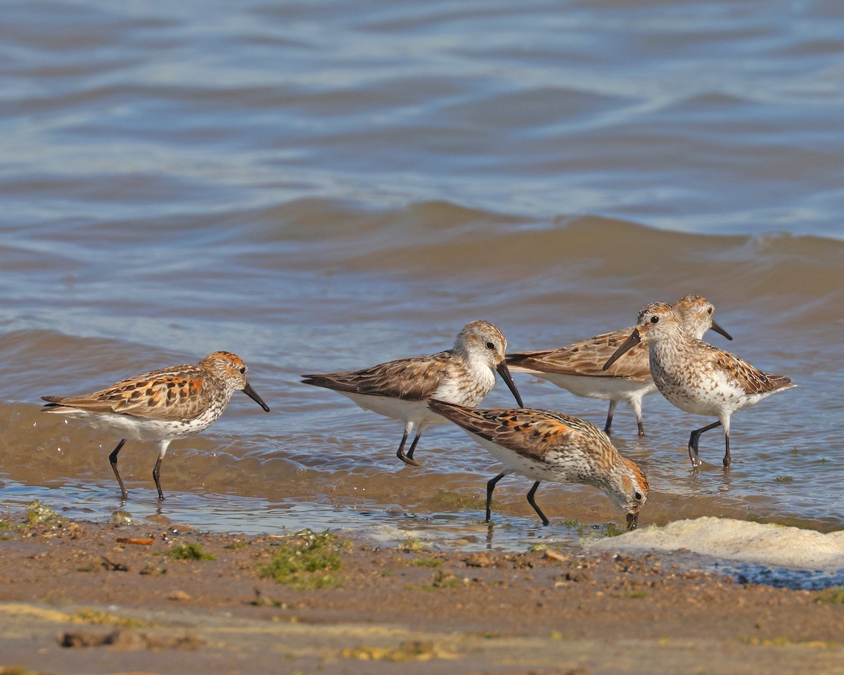 Bergstrandläufer - ML638803729